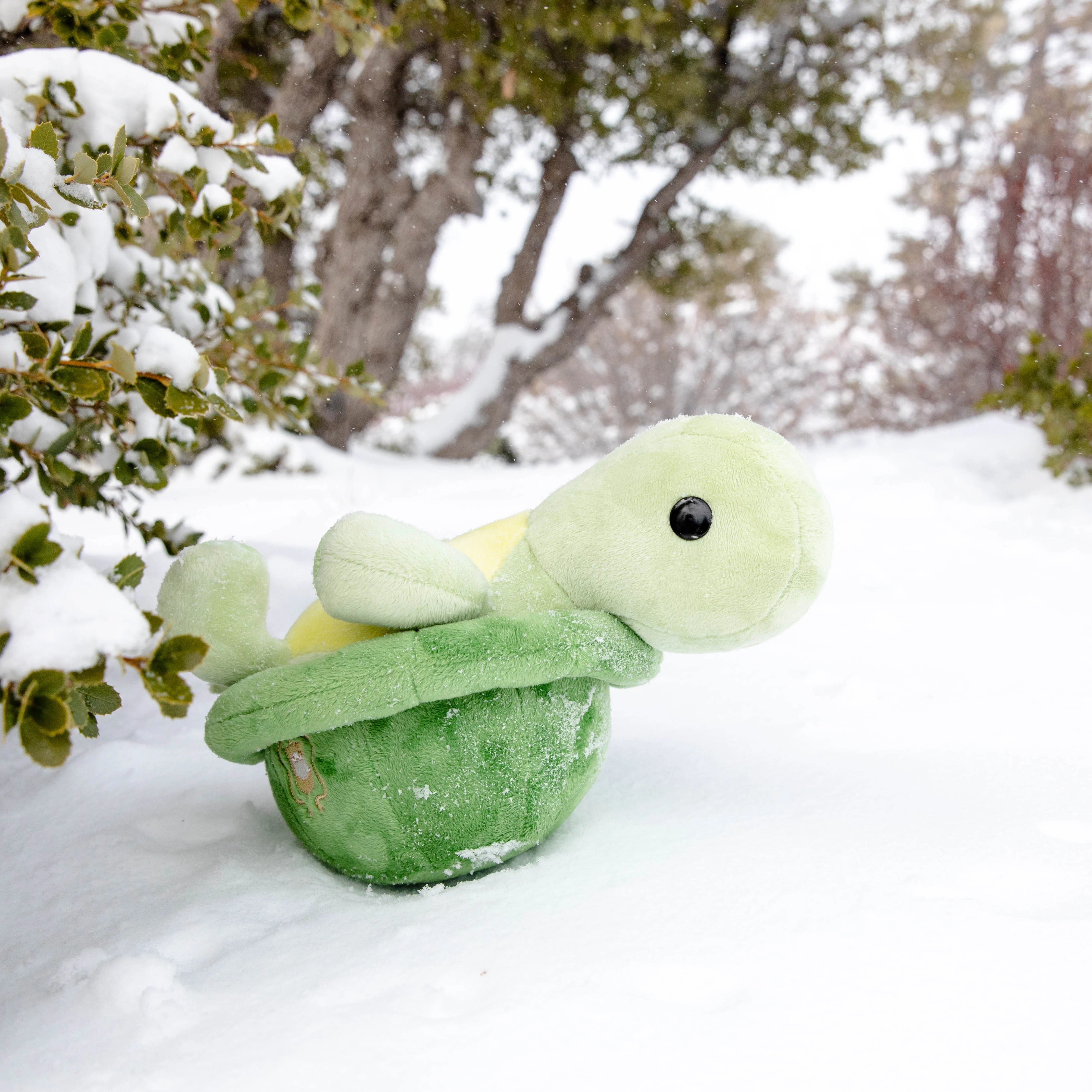 Torti the Tortoise - Image 5